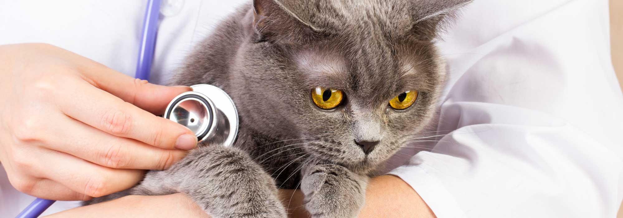 Katzenmedizin - Tierarztklinik Dr. Stadler