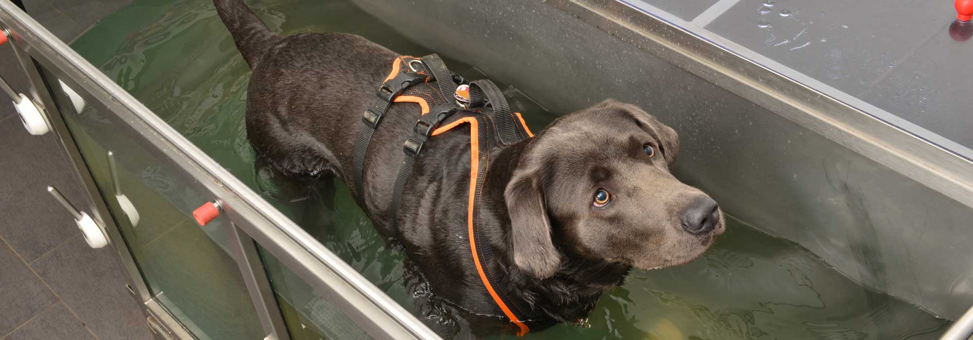 Unterwasserlaufband für Hunde - Tierarztklinik Dr. Stadler